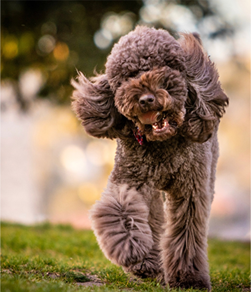image of a golden poodle running in the yard